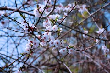 Beautiful sakura branch as a background
