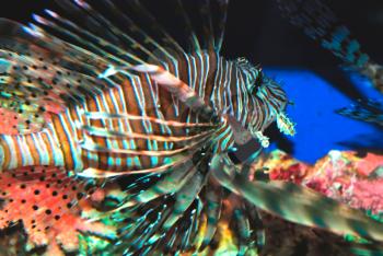 Beautiful lion fish in the deep sea
