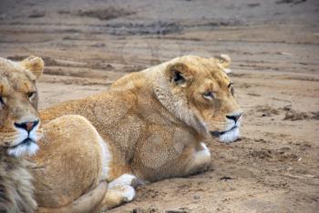 Big and beautiful young lions sitting on the ground
