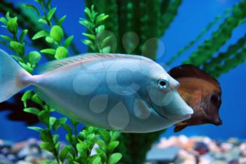 Beautiful fish in the deep blue sea
