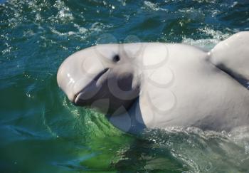 Beautiful white whale swimming in water as a concept of clean nature