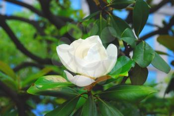 Beautiful flower of magnolia in spring season