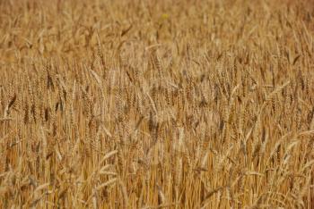 Cereal field of wheat as a concept of harvest