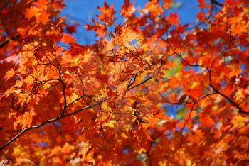 Red and yellow maple leaves as a background