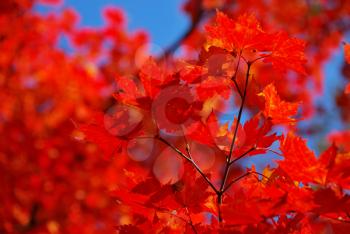 Red maple leaves as a background or concept of