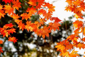 Red and yellow maple leaves as a background