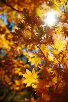 Yellow maple leaves as a concept of autumn season