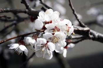 Royalty Free Photo of Apricot Flowers