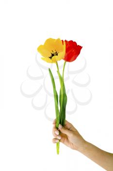 Royalty Free Photo of a Woman's Hand Holding Tulips