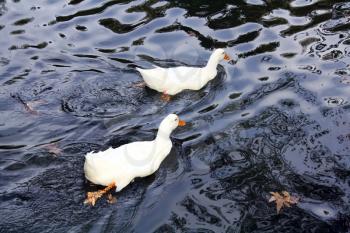 Royalty Free Photo of Two Ducks Swimming
