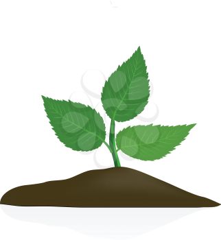Royalty Free Clipart Image of a Young Plant in Dark Soil