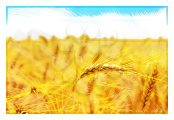 Royalty Free Photo of a Wheat Field With Blue Sky