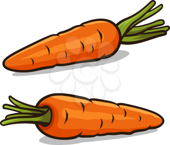 Vector illustration of carrots isolated on white