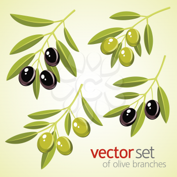 Vector set of olive branches. Green and black olives