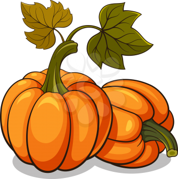 Vector illustration of ripe pumpkins isolated on white