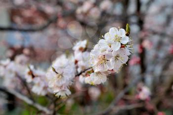 Beautiful apricot tree bloom in April, apricot blossom