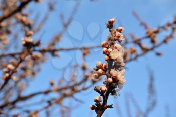 Beautiful apricot tree bloom in April, apricot blossom