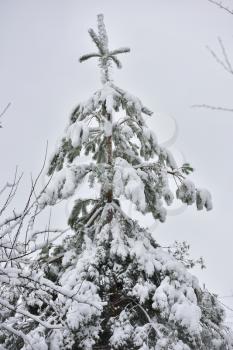 Beautiful Christmas tree under snow in April