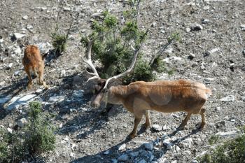 An adult deer with horns walks through the rocky mountains in the reserve.