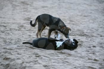 Two black dogs are played in the sand on the beach and the third dog watches them