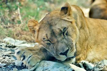 A beautiful lioness sleeps, putting her goal on her front paws. Lioness sleeps in the zoo.