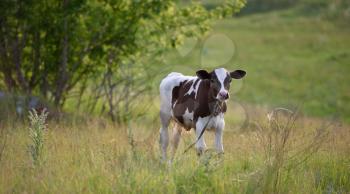 Young calf stands in the field and looks at the camera.