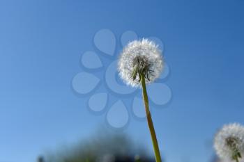 White and fluffy dandelion on blue sky background