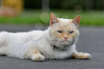 Beautiful light red cat with a collar lying on the asphalt road, close-up