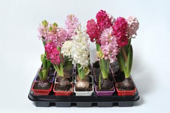 Beautiful and fresh hyacinths of different colors in pots on a white background. Group.