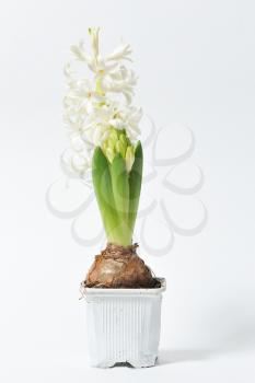Beautiful and fresh hyacinth of white color in a pot on a white background.