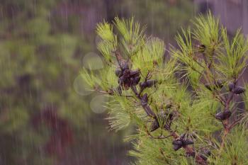 Bright pine branch with cones in the rain.