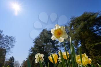 Beautiful yellow daffodil in the garden on a background of blue sky