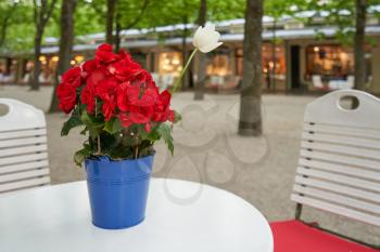 Red begonia flowers in a blue pot stand on a table in a street cafe in a European city. The concept of comfort