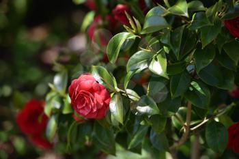 Beautiful red Middlemist camellia flower growing in the garden. Middlemist Camellia Flower Like a Rose