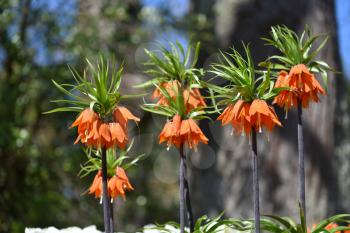 Beautiful plant fritillaria imperials, red in the background of the garden, in spring