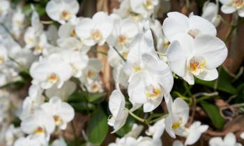 Branch with flowers of a white orchid close-up. The concept of aromas and beauty