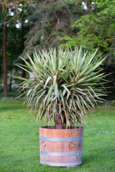 Large Yucca plant in a wooden pot on a lawn on a background of trees