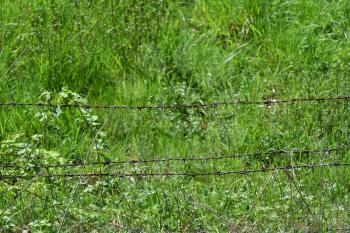 Barbed wire on a background of green grass. Barbed wire to protect