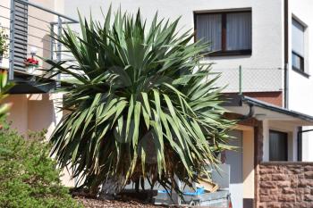 Beautiful Yucca plant on a background of a private house in a European city. Close up