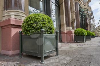 Rounded bushes in front of a building on a street in a European city