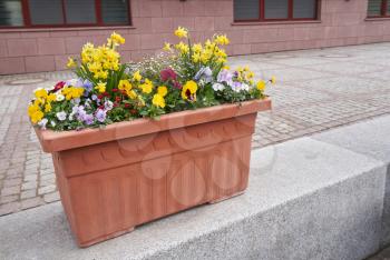 Brown plastic flower pot with flowers of daffodils and violets in the background of the building