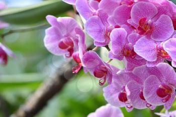 Close-up hanging branch of a bright lilac orchid with text space
