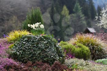 Beautiful landscape with bushes in the flower bed and white daffodils on the background of coniferous forest