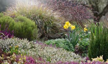 Beautiful yellow daffodils in a flower bed with various bushes