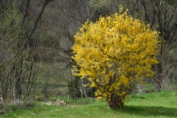 Beautiful big yellow bush of Forsythia on a background of trees without foliage