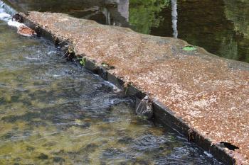 Special river blockage that traps debris and dirt.