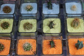 Various cacti grow in colored sand, each in a separate pot
