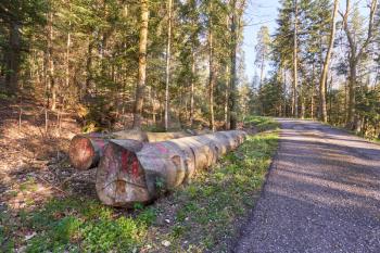Large trunks of sawn trees lie next to a forest road