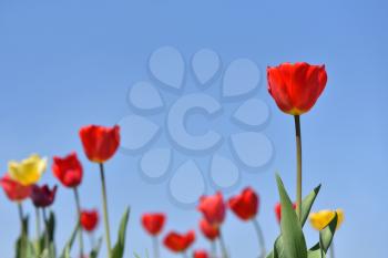 Red tulip on a background of blue sky and other tulips