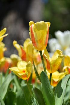 Beautiful fresh and bright yellow tulips in the home garden on a Sunny day